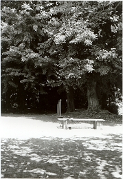 誰もいない神社のベンチ